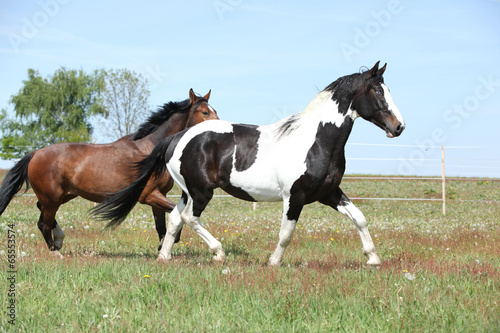 Two amazing horses running on spring pasturage