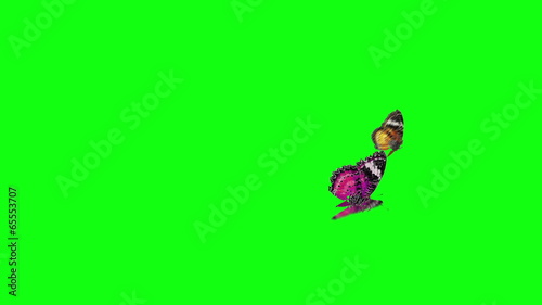 butterfly flying green screen