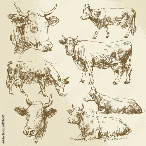 hand drawn cows