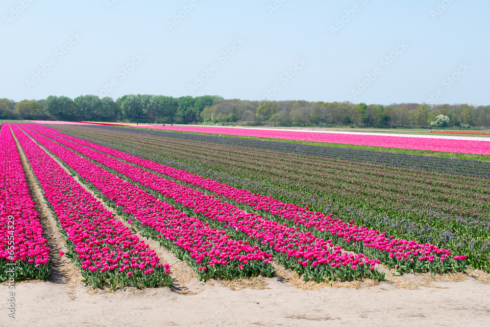 Les champs de tulipes en Hollande