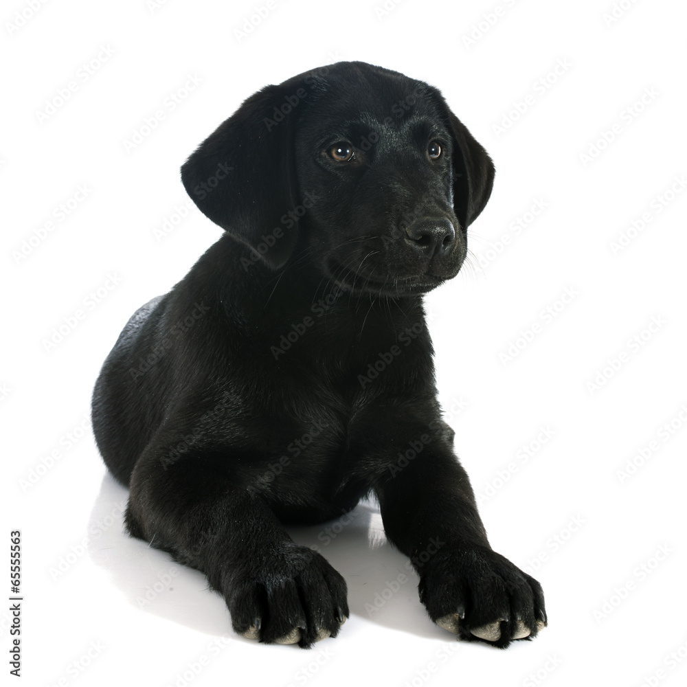 puppy labrador retriever