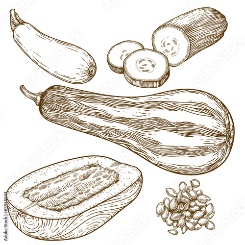 engraving illustration of many squash