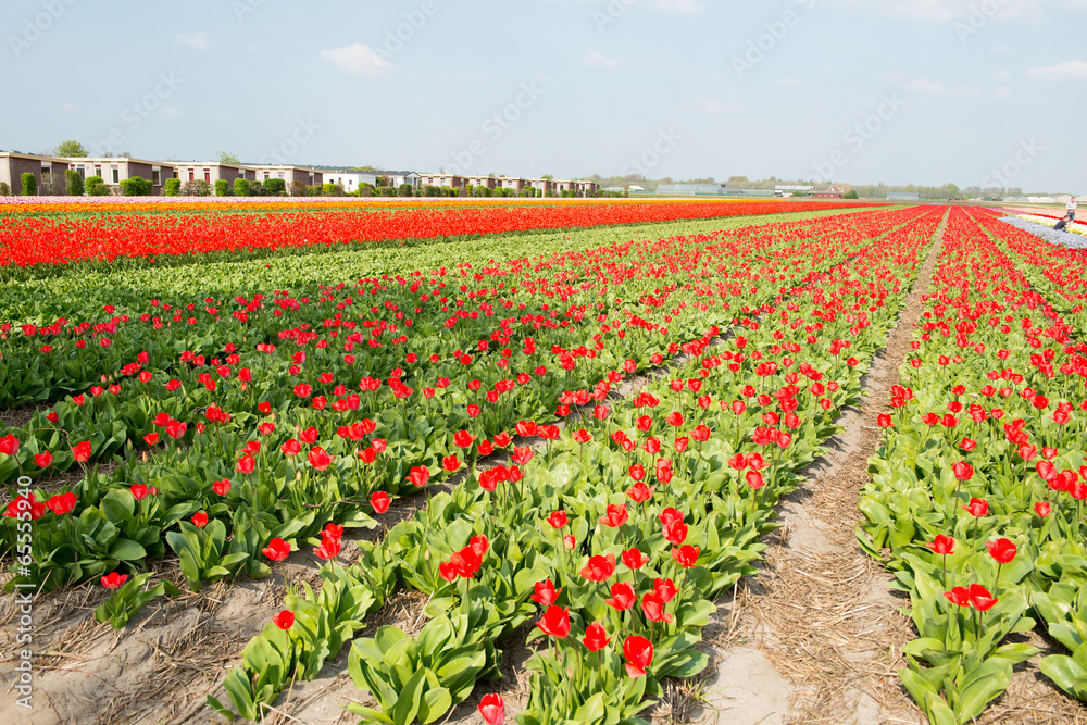 Les champs de tulipes en Hollande