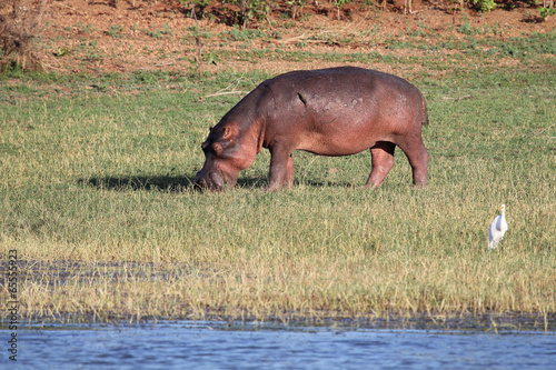 grasendes Nilpferd  Hippo