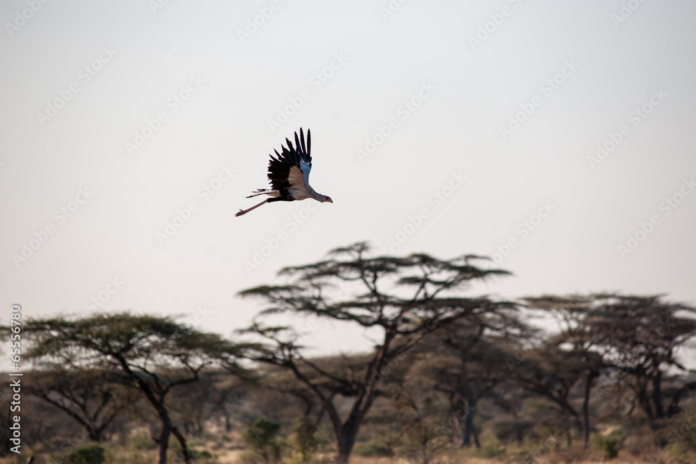 Fototapeta premium bird