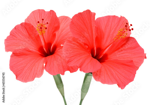Two hibiscus