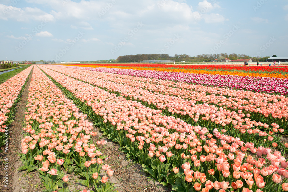 Les champs de tulipes en Hollande