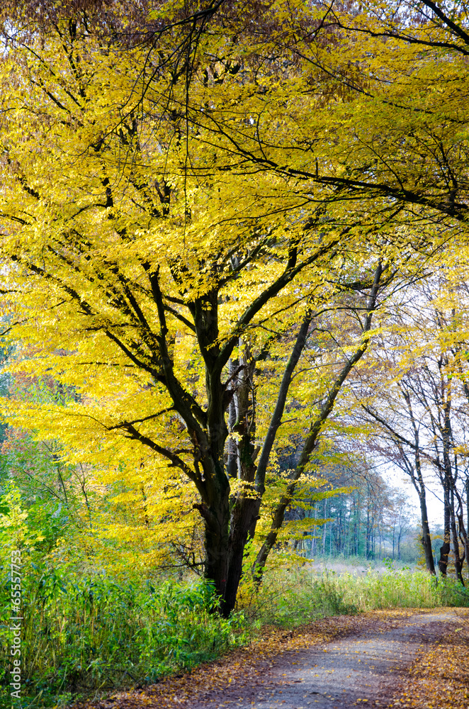 Fototapeta premium Wanderung durch den Herbstwald