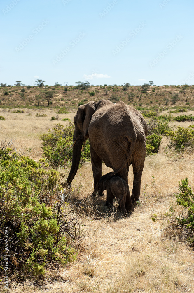 Fototapeta premium africa