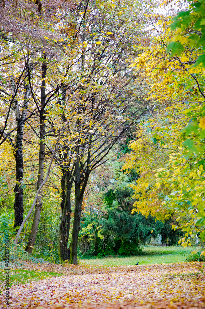Farbiger Herbstwald