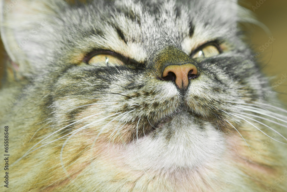 Adult Angora cat
