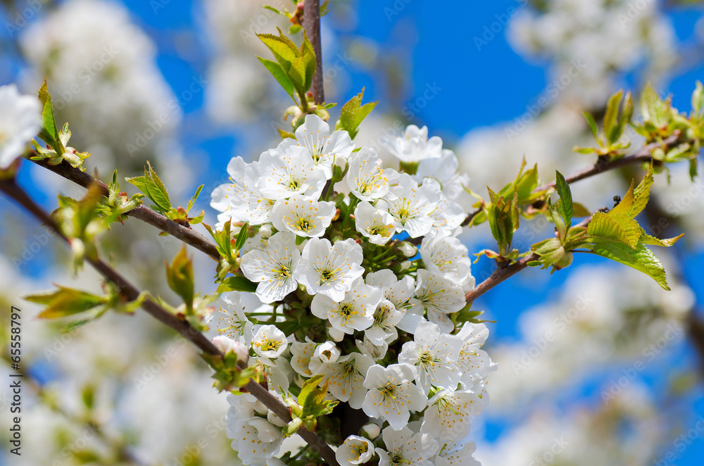 Obraz premium spring cherry tree