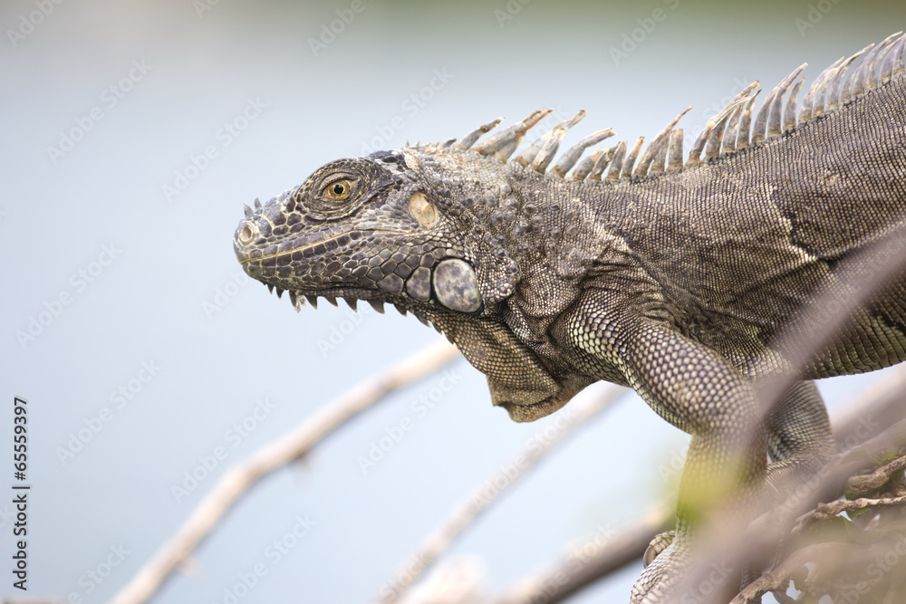 Obraz premium Portrait of a wild iguana lizard