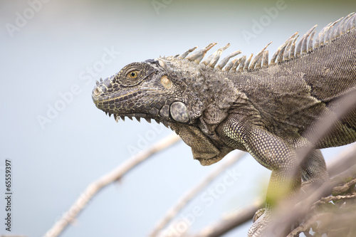 Portrait of a wild iguana lizard