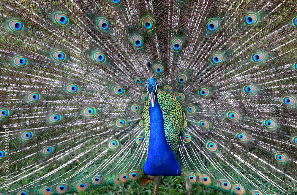 Obraz premium Peacock