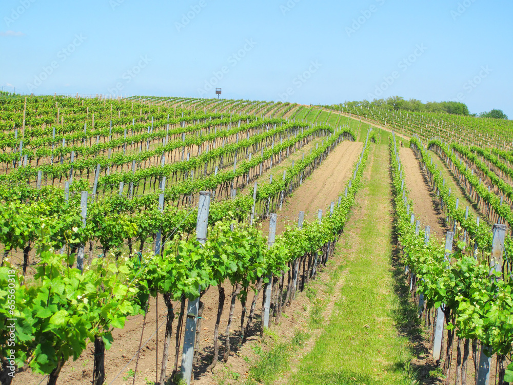 Beautiful vineyard landscape in South Moravia, Czech republic.