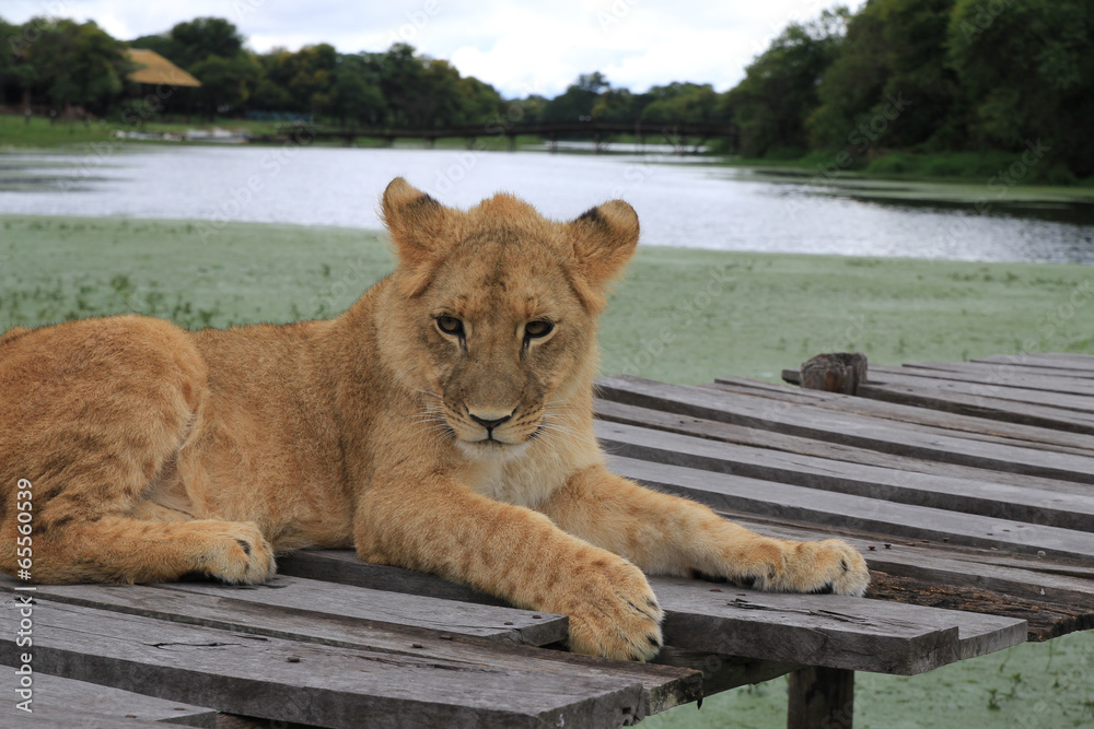 Obraz premium junger Löwe, liegend