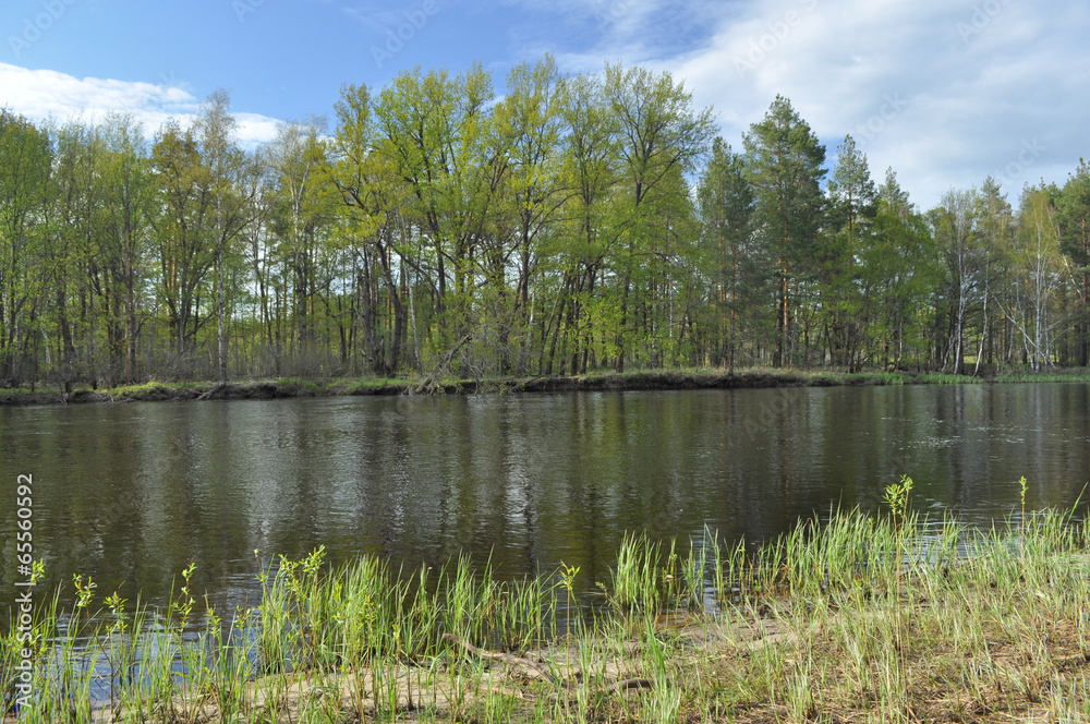 Obraz premium Small river in the may forest.