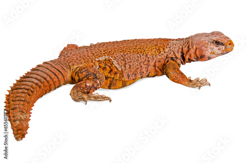 lizard  uromastyx 