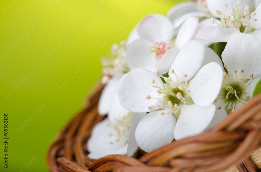 Apple flowers