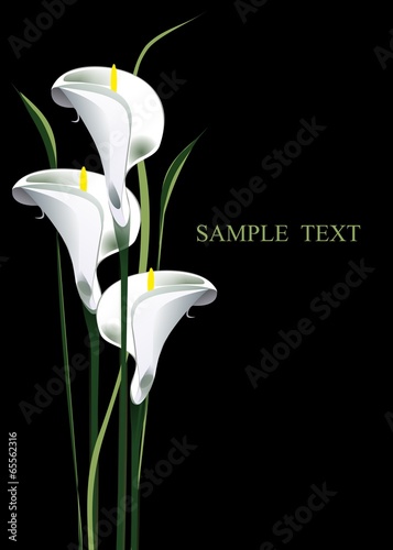 Fototapet calla lilies
