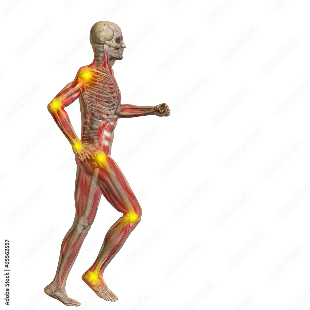 3D human man anatomy with articular pain
