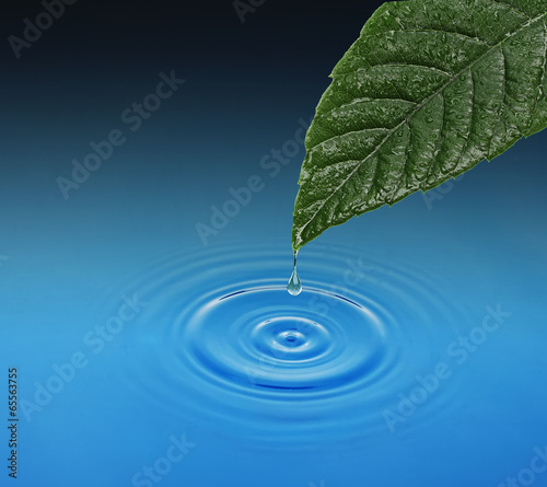 Green leaf with water drop falling. Blue waves