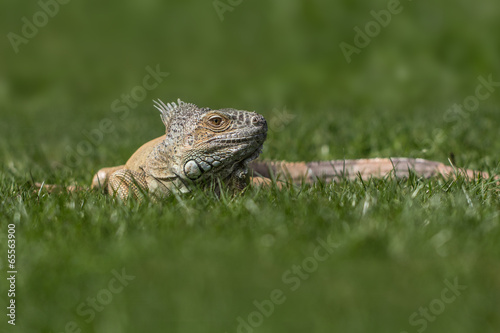 Iguana Lizzard on Green Grass © photobypixie777