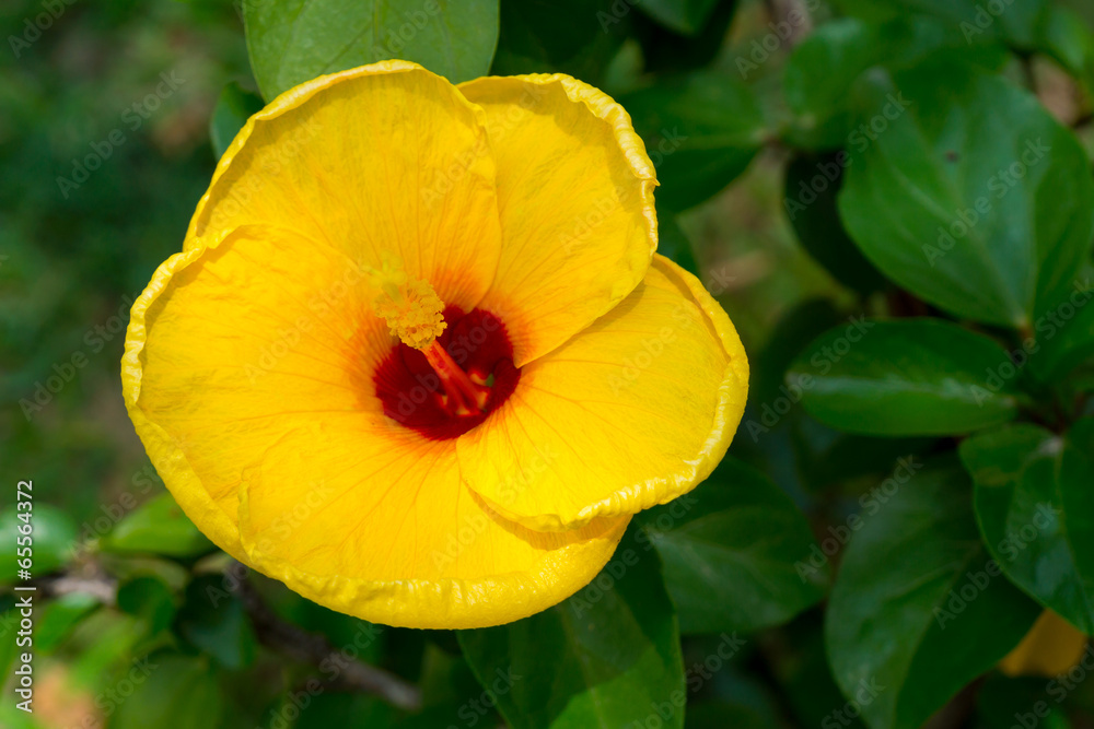 Obraz premium Red flower Hibiscus