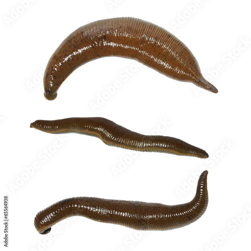 collection medical leech isolated on white background