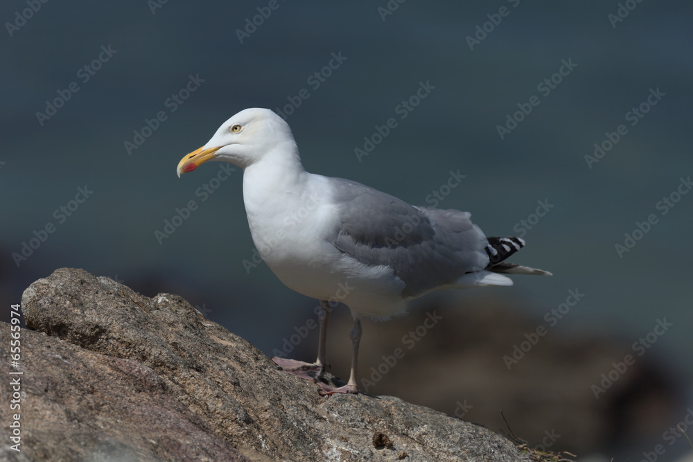 Larus argentatus - Goéland argenté -  European Herring Gull