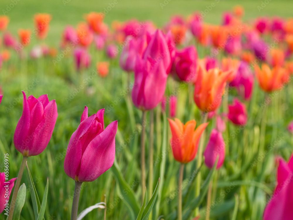tulips growing in garden on green bokeh background