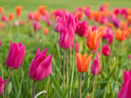 tulips growing in garden on green bokeh background