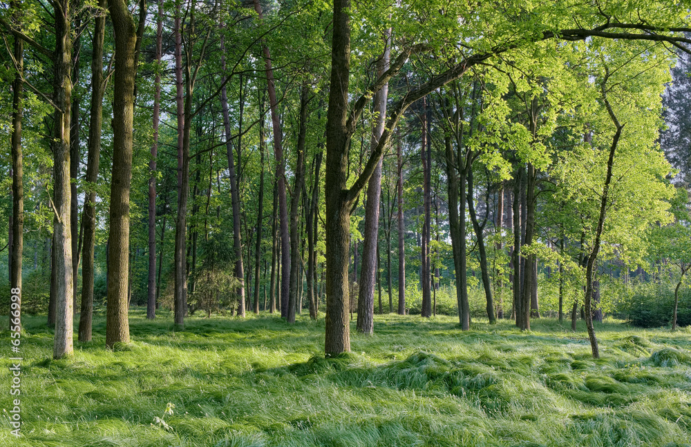 Fototapeta premium Spring forest