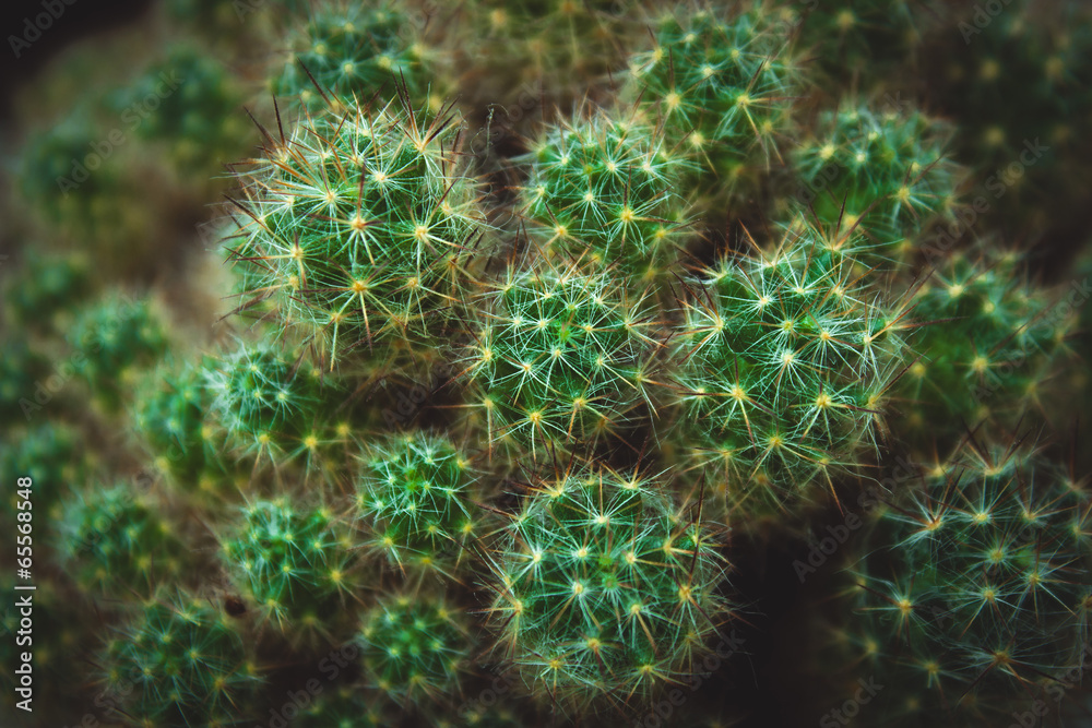 Fototapeta premium Cactus