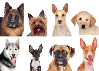 Photo collage of different breeds of dogs