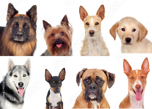 Fototapeta Naklejka Na Ścianę i Meble -  Photo collage of different breeds of dogs