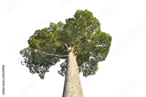 Yang tree or Dipterocarpus alatus Roxb. ,  very high tree
