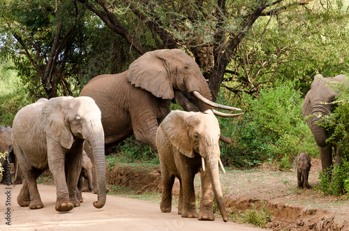 Elephants, Lake Manyara National Park © Steven Sullivan