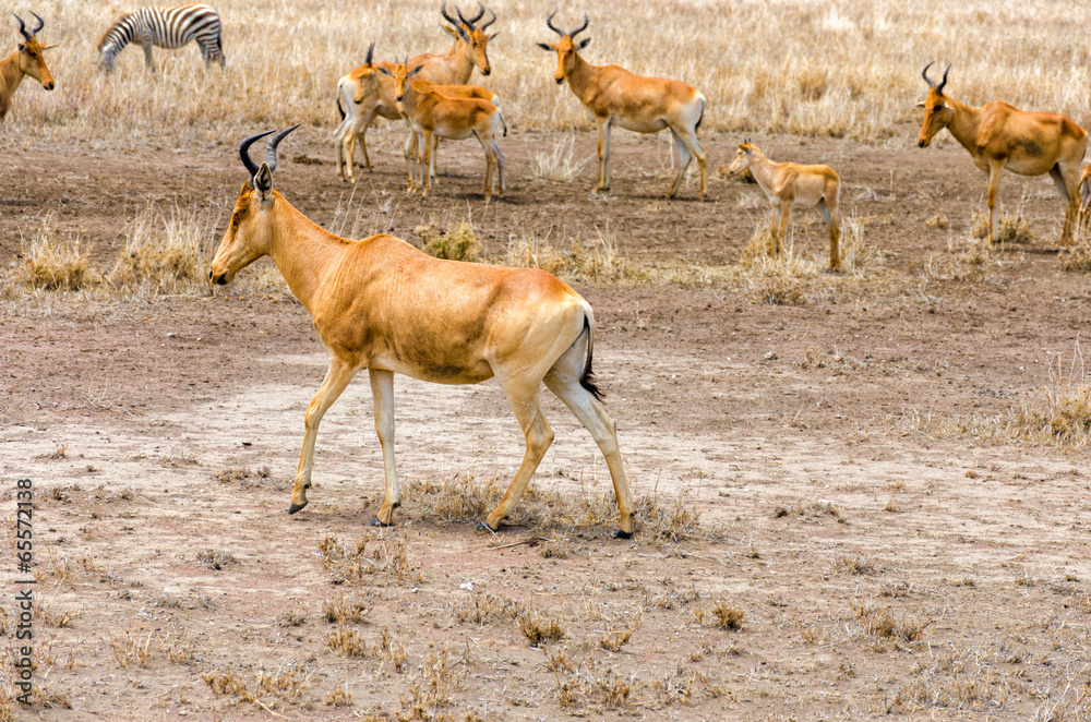 Naklejka premium Coke's Hartebeest
