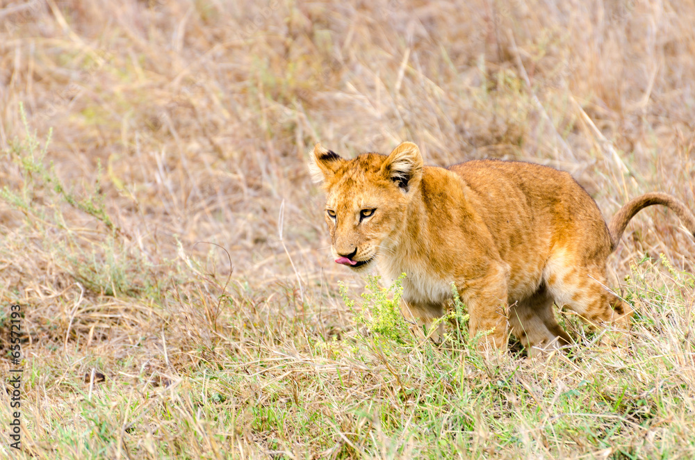 Lion Cub, Serengeti National Park Lion Cub, Serengeti National Park