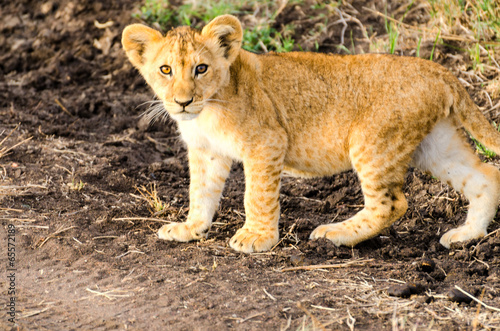 Lion Cub, Serengeti National Park