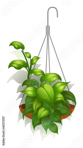 A hanging green plant