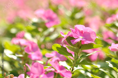 Pink Flowers