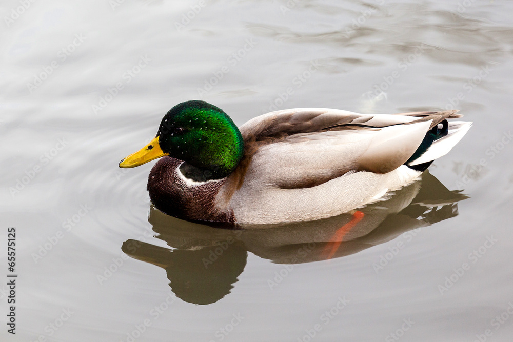 Obraz premium Wild Mallard Duck (Anas platyrhynchos) Swimming on a Lake