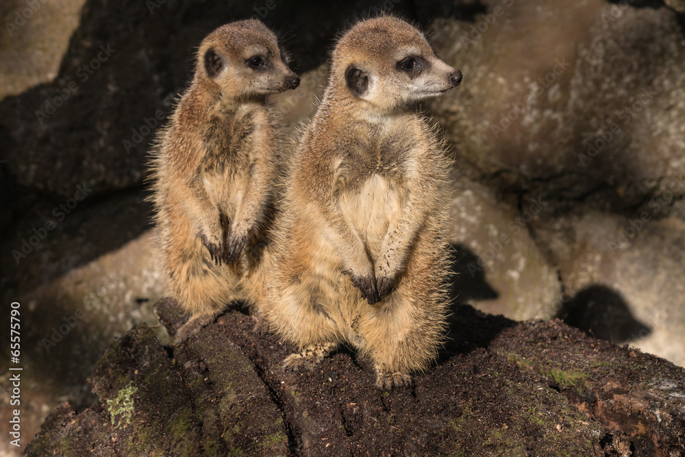 Fototapeta premium two meerkats on guard