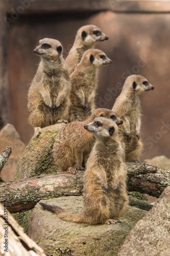 group of meerkats on alert