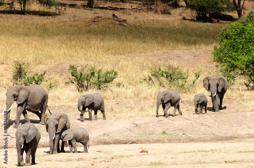 Obraz premium Elephants