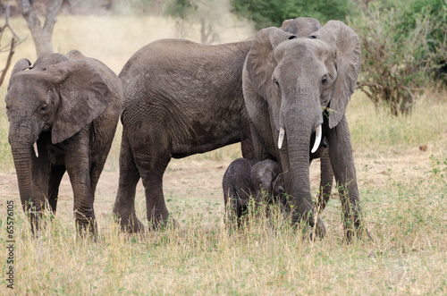 Elephants in Tarangire National Park  Tanzania  Africa