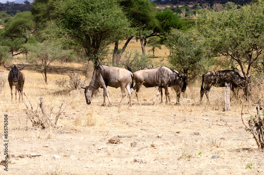 Wildebeest in Tarangire National Park, Tanzania Wildebeest in Tarangire National Park, Tanzania
